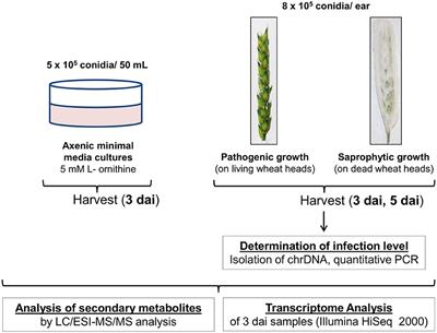 Comparison of Fusarium graminearum Transcriptomes on Living or Dead Wheat Differentiates Substrate-Responsive and Defense-Responsive Genes